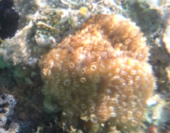 Distaplia