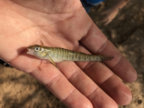 Bigscale logperch (Percina macrolepida) — Percidae — 2