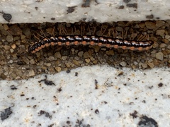 Helicorthomorpha holstii