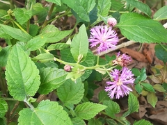 Vernonia greggii