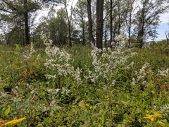 Symphyotrichum urophyllum