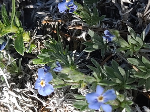 Eritrichium howardii, photograph 5