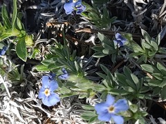 Eritrichium howardii, photograph author not stated, no rights reserved