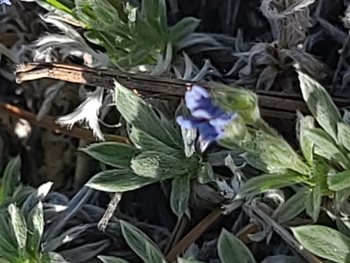 Eritrichium howardii, photograph 6