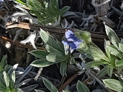 Eritrichium howardii, photograph author not stated, no rights reserved