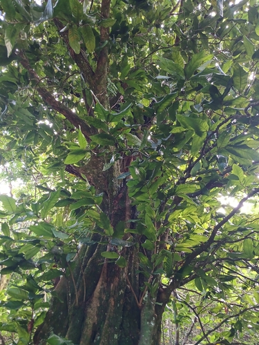 Inocarpus fagifer, photograph 2