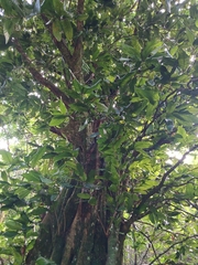 Mike Bowie, CC BY, iNaturalist via GBIF Inocarpus fagifer, photograph Mike Bowie, CC BY, iNaturalist via GBIF