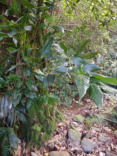 Inocarpus fagifer, photograph 3