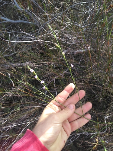Image of Psoralea restioides by (c) Brian du Preez, some rights reserved (CC BY-SA)
