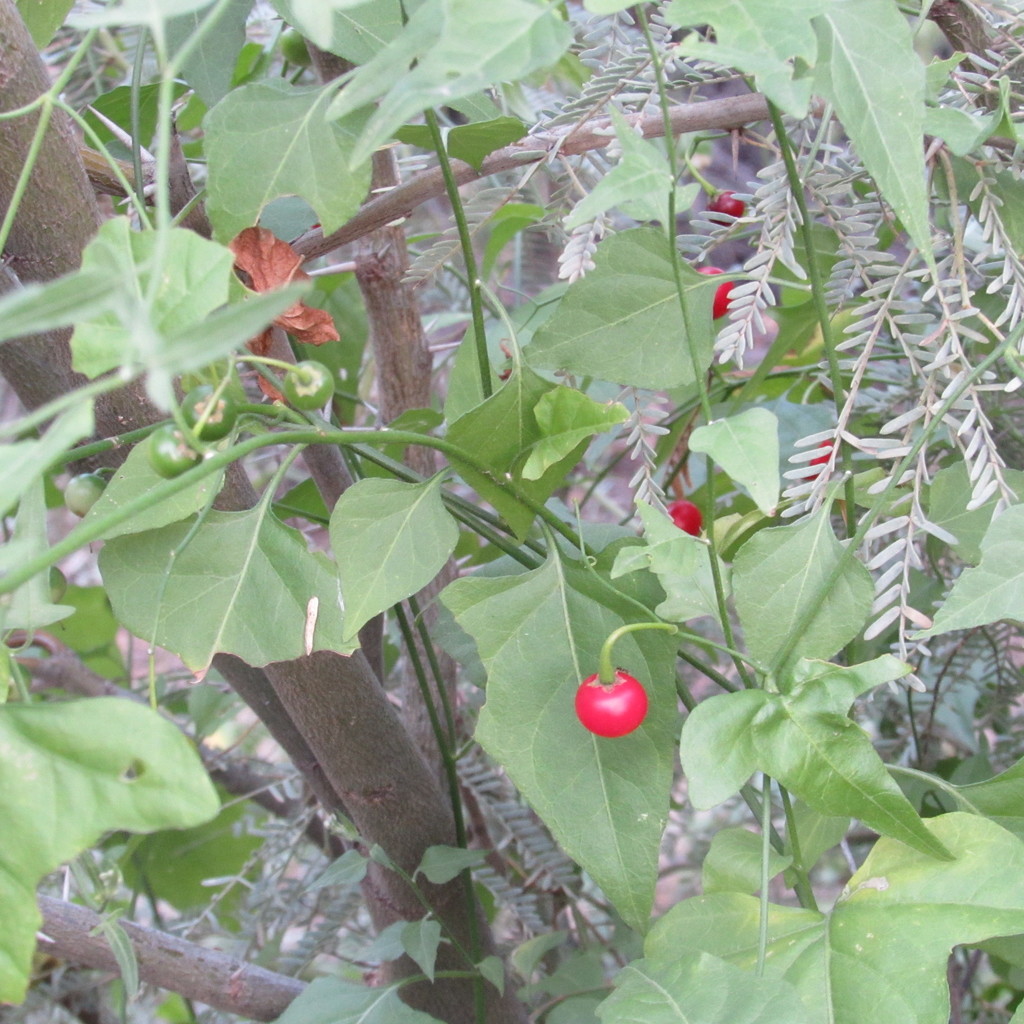 Texas nightshade from Cañón de Jimulco on October 4, 2016 by Eduardo ...