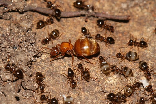 American Winter Ant photo 6