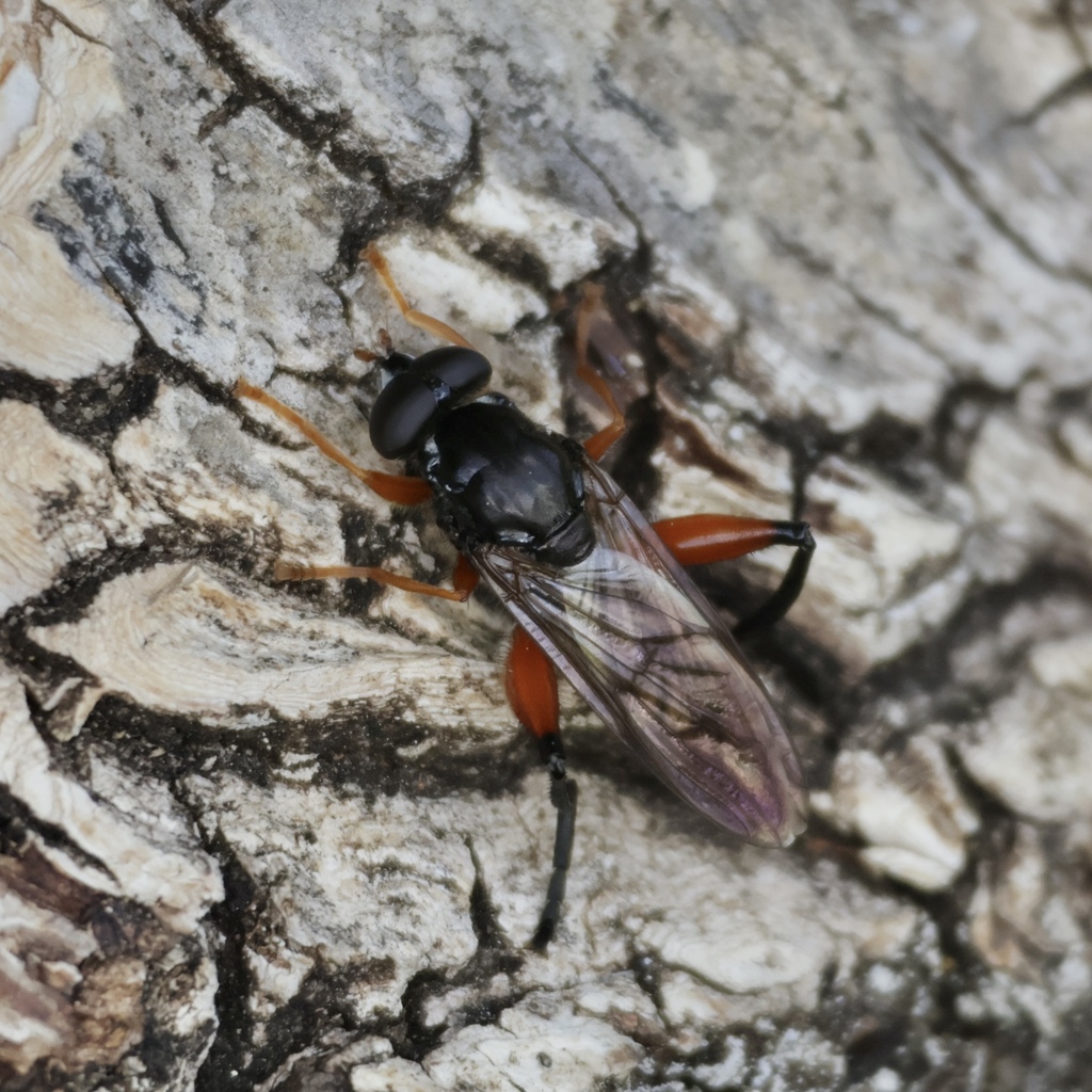 Chalcosyrphus valgus
