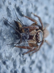 Maratus griseus