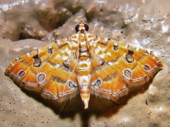 Ommatospila narcaeusalis