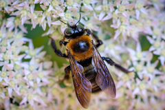 Xylocopa virginica