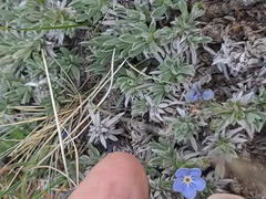 Eritrichium howardii, photograph author not stated, no rights reserved
