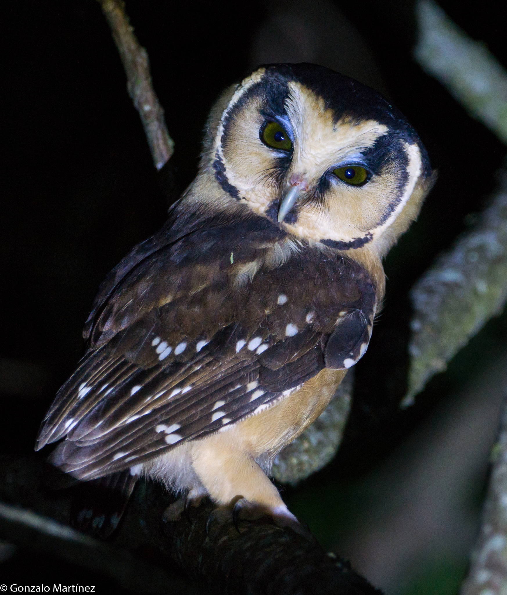 Buff-fronted Owl (Aegolius harrisii), photo 2