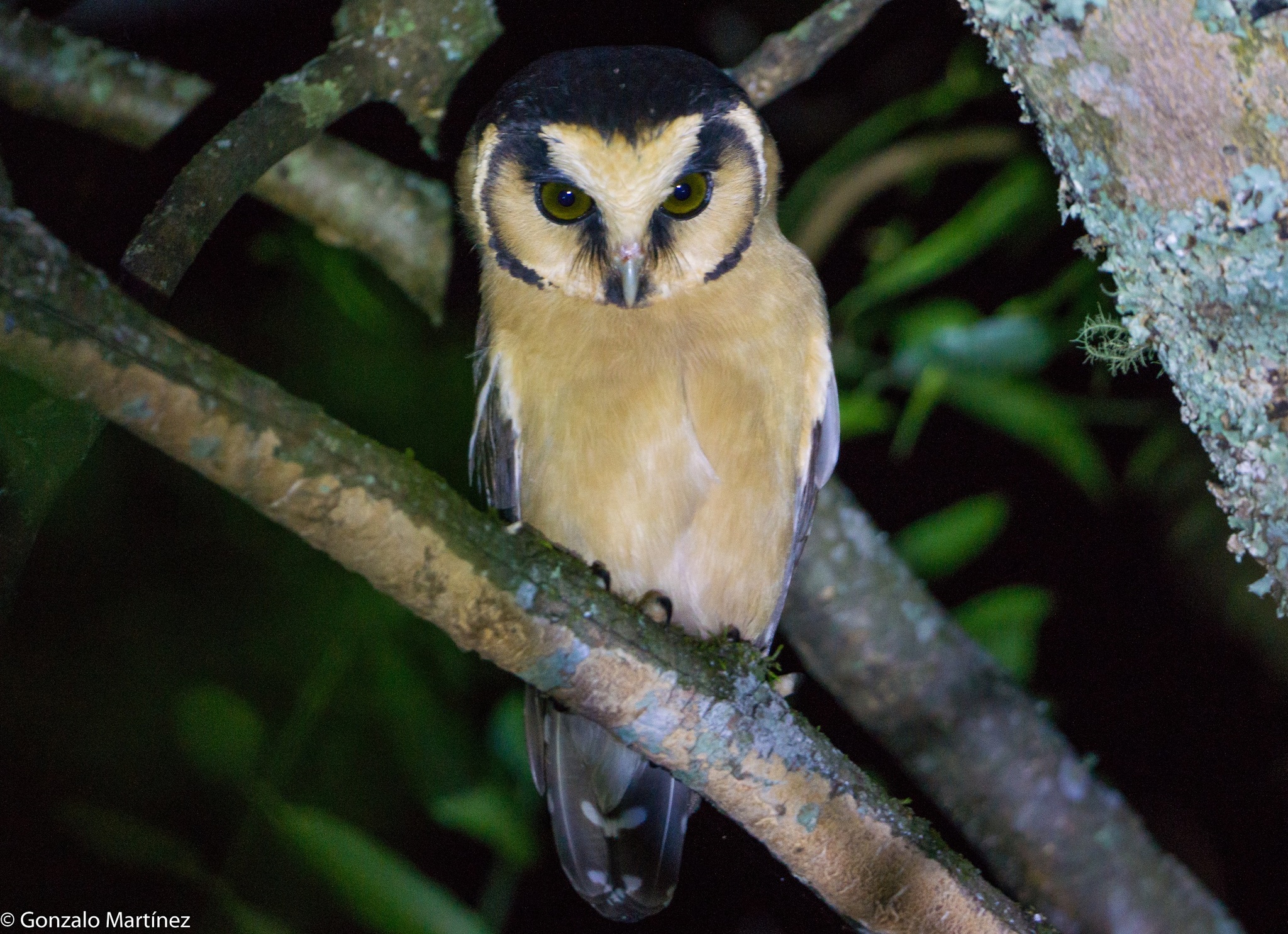 Buff-fronted Owl (Aegolius harrisii), photo 3