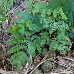 Pteris microptera