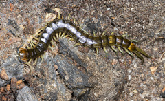 Cormocephalus esulcatus