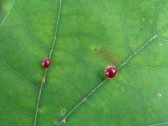 Zopheroteras sphaerula