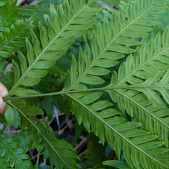 Pteris microptera