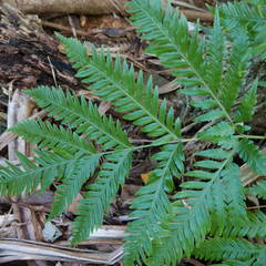 Pteris microptera