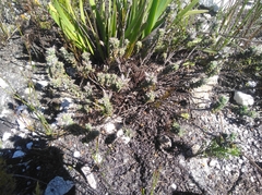 Indigofera spectabilis