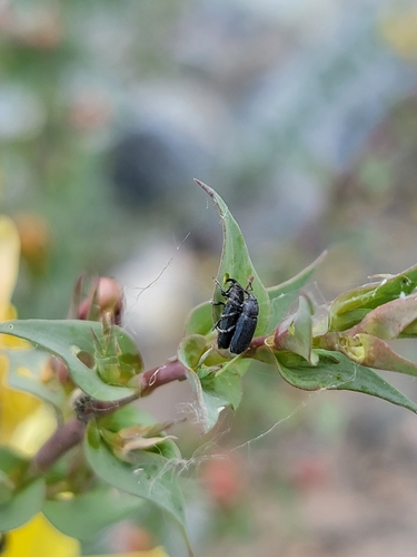 Dalmatian toadflax stem weevil