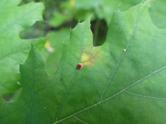 Zopheroteras sphaerula