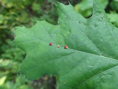 Zopheroteras sphaerula