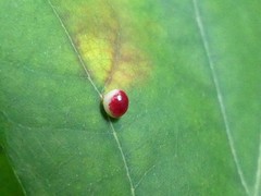 Zopheroteras sphaerula