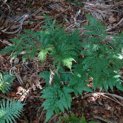 Pteris microptera