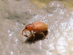 Lignyodes helvolus