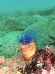 Ceriantharia