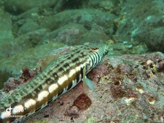 Parapercis kamoharai