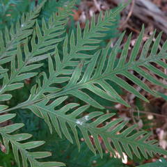 Pteris microptera
