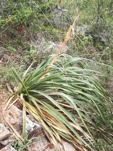Image of Dasylirion berlandieri by (c) Francisco Martínez González, some rights reserved (CC BY-SA)