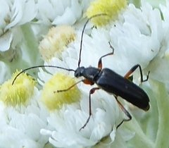 Grammoptera