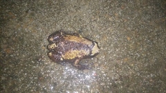Uperodon triangularis