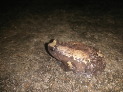 Uperodon triangularis