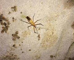 Zelus grassans