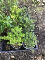 Buxus sempervirens