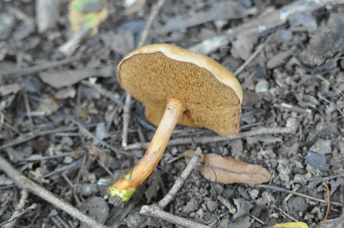 Наблюдение на iNaturalist