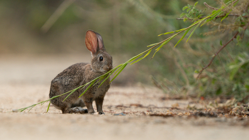 iNaturalist observation photo of Desert Cottontail