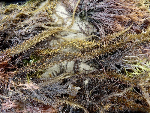 Mazzaella leptorhynchos observed 2025-06-01