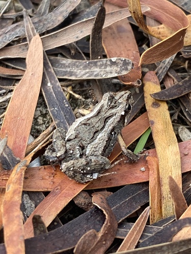 Sign-bearing Froglet, Crinia insignifera