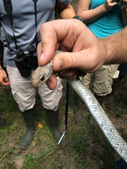 Coluber constrictor anthicus