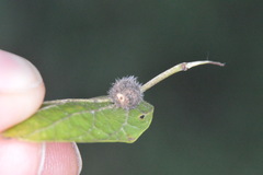Celticecis pubescens