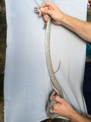 Coluber constrictor anthicus